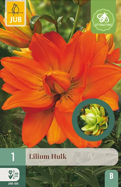 Hovedbilde Asiatisk lilje 'Hulk' - Lilium, 1 stk.