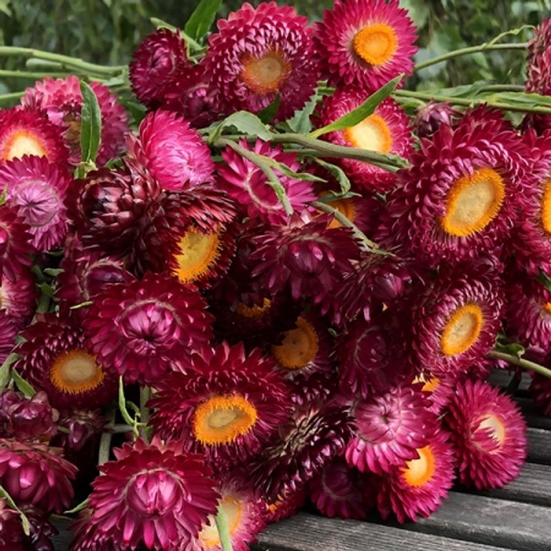 Høststråblomst 'Pomegranate' - Xerochrysum bracteatum