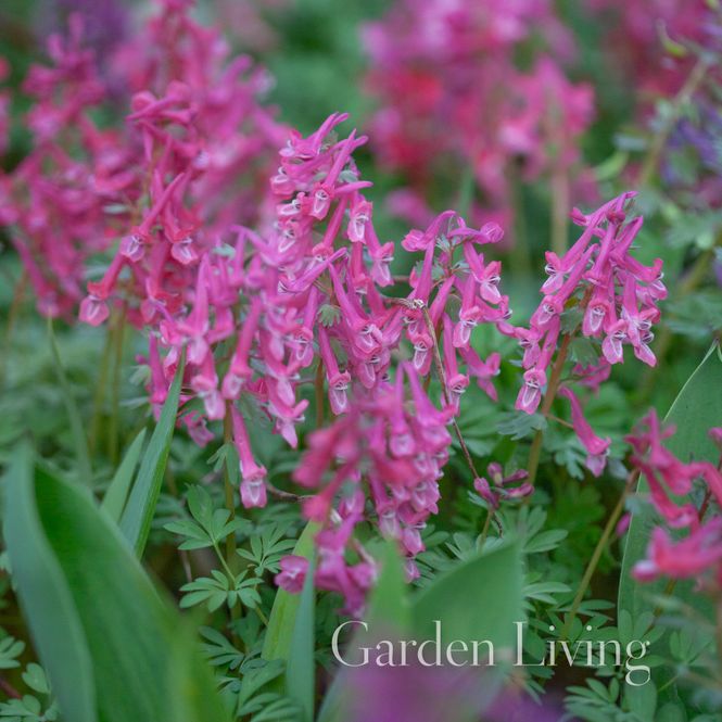 Hovedbilde Hagelerkespore 'Beth Evans' - Corydalis solida - 7 stk