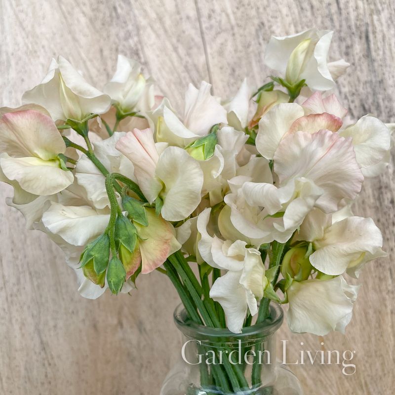 Blomsterert 'Piggy Sue' - Lathyrus odoratus 