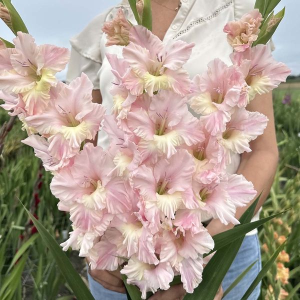 Hovedbilde Gladiol 'Pink Lightning' - Gladiolus, 10 stk.