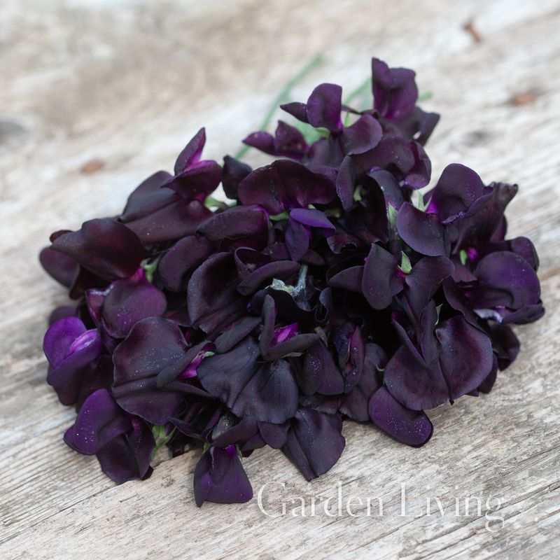Blomsterert 'Almost Black' - Lathyrus odoratus 