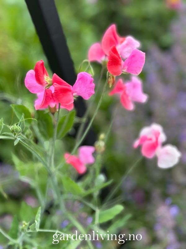 Blomsterert 'Salmon Duo’ - Lathyrus odoratus