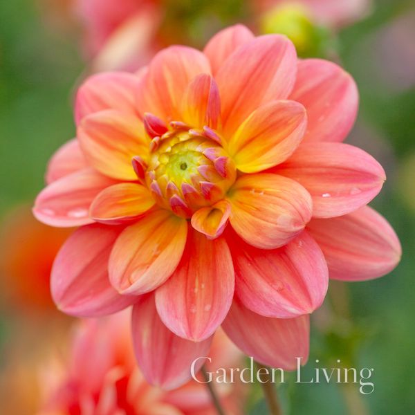 Hovedbilde Georgine 'Morning Glory' - Dahlia x cultorum, 1 stk.