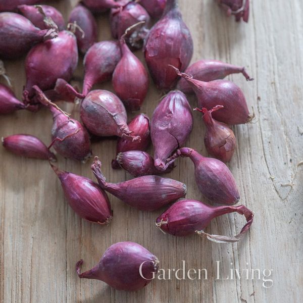 Hovedbilde Setteløk, Rød- 'Red Baron' 250 g