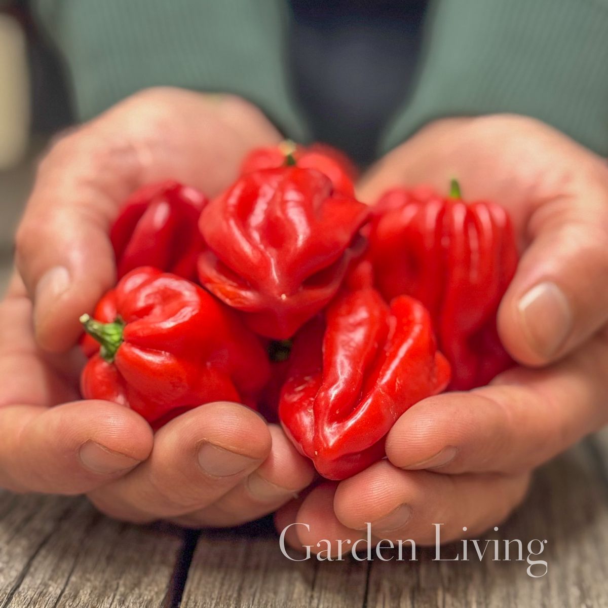 Chilipepper 'Habanero Red' - Capsicum chinensis