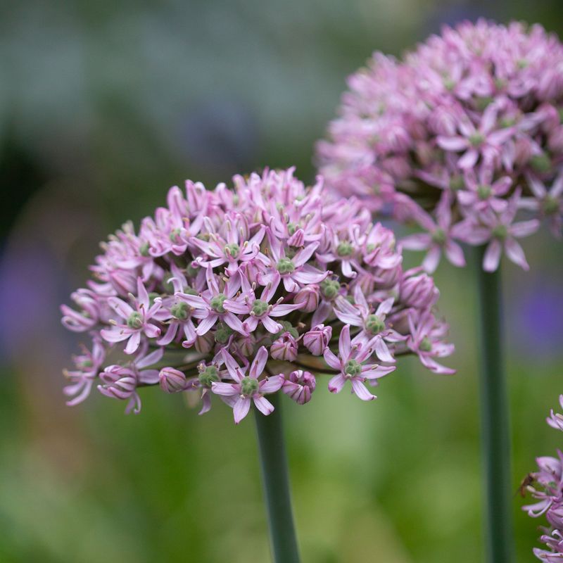 Prydløk 'Pink Jewel' - 2 stk