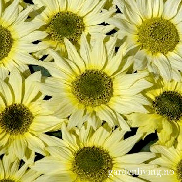 Hovedbilde Solsikke 'Italian Green Heart' - Helianthus debilis 