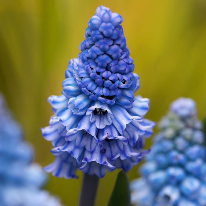 Hovedbilde Asurperleblomst - Muscari azureum - 10 stk