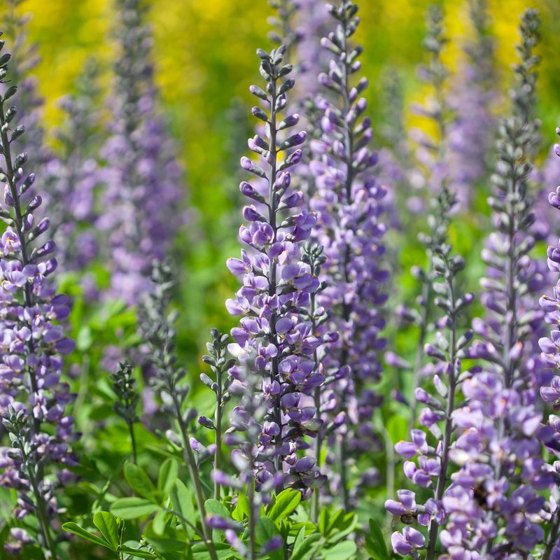 Fargeskolm 'Blue Towers' ® - Baptisia