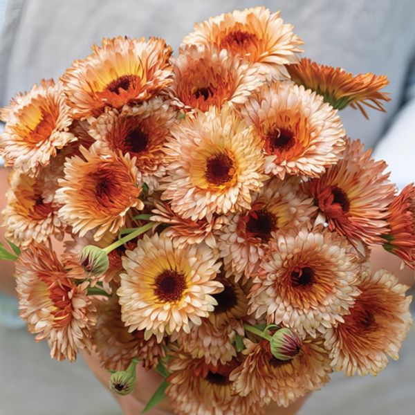 Hovedbilde Ringblomst 'Orange Flash' - Calendula officinalis