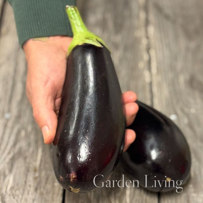 Hovedbilde Aubergine 'Black Beauty’ - Solanum melongena