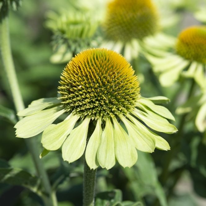 Hovedbilde Purpursolhatt 'Alan's Pride' - Echinacea purpurea 