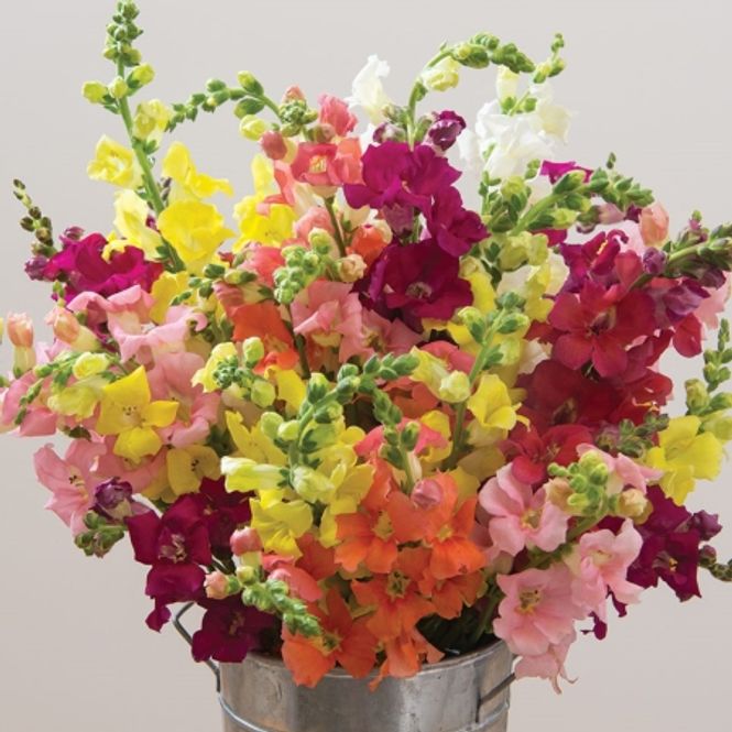 Hovedbilde Løvemunn 'Chantilly Mixed' F1 - Antirrhinum majus