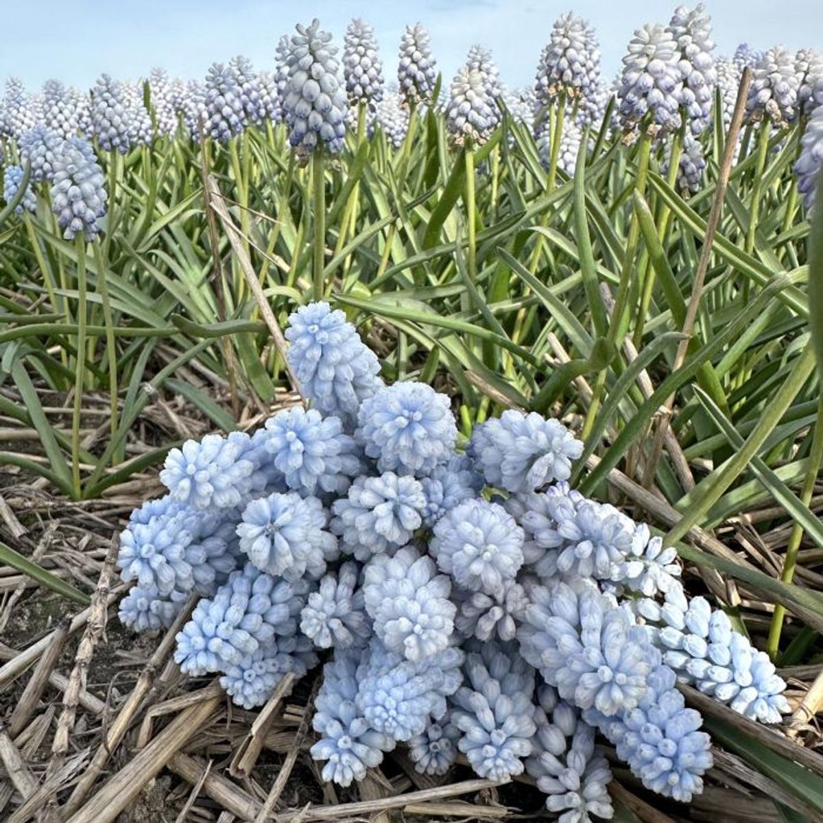 Perleblomst 'Baby's Breath' - 10 stk