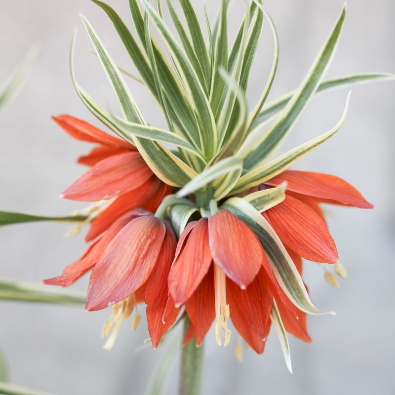 Keiserkrone ’Argenteovariegata’ - Fritillaria imperiali - 1 stk