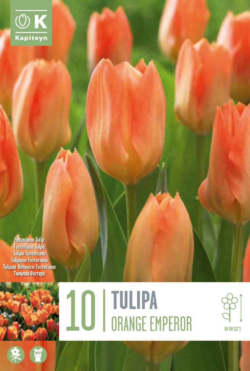 Tulipan 'Orange Emperor', fosterianahybrid - 10 stk