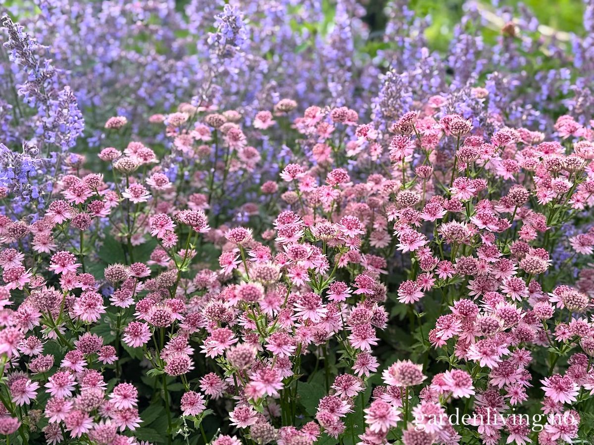 Storstjerneskjerm 'Roma' - Astrantia major
