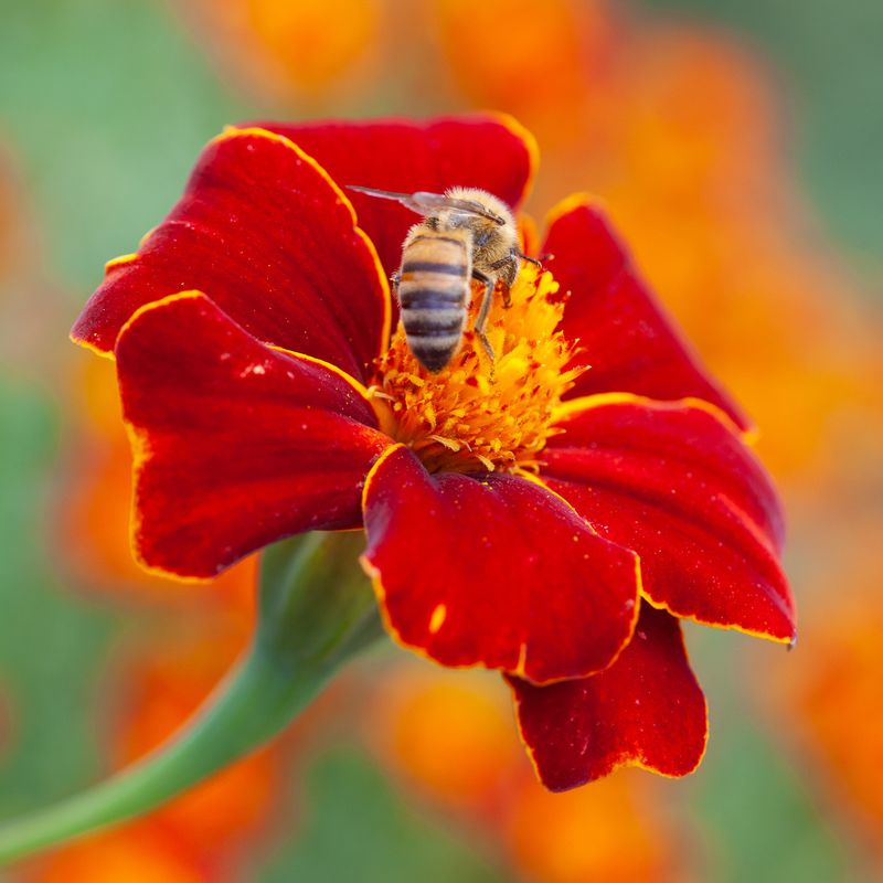 Fløyelsblomst 'Burning Embers' - Tagetes patula