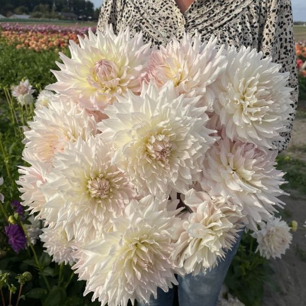 Hovedbilde Georgine 'KA's Cloud' - Dahlia x cultorum, 1 stk.