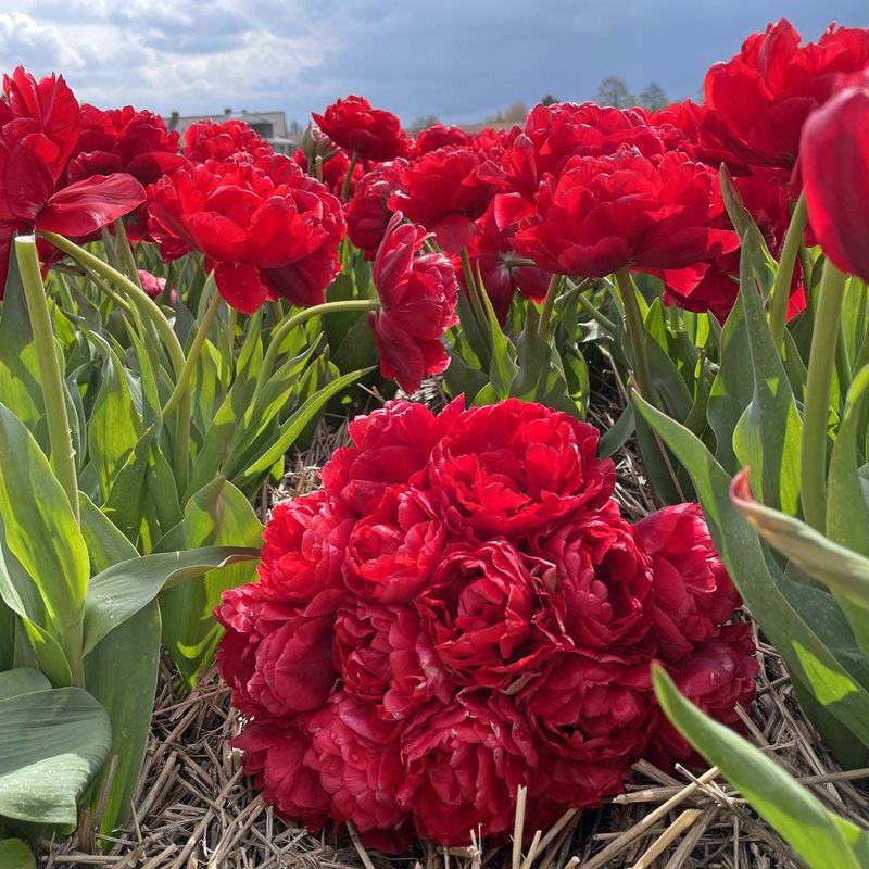 Tulipan 'Double Twist', tidlig dobbel - 10 stk