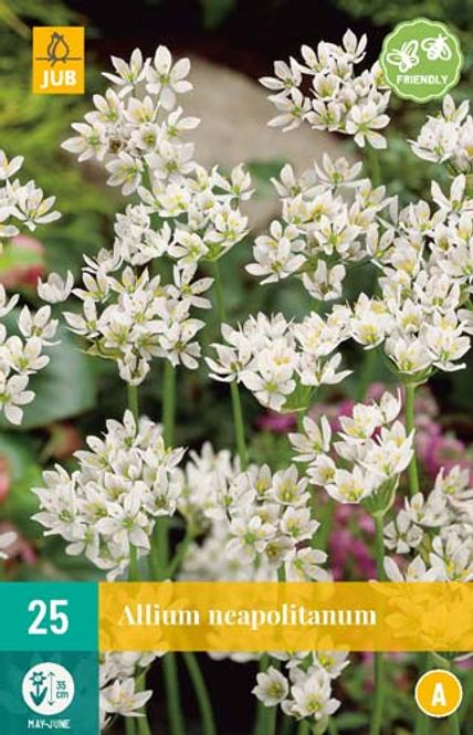 Hovedbilde Neapelløk - Allium neapolitanum - 25 stk