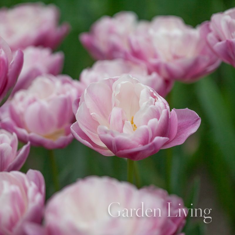 Tulipan 'Vogue', Sen dobbel - 10 stk