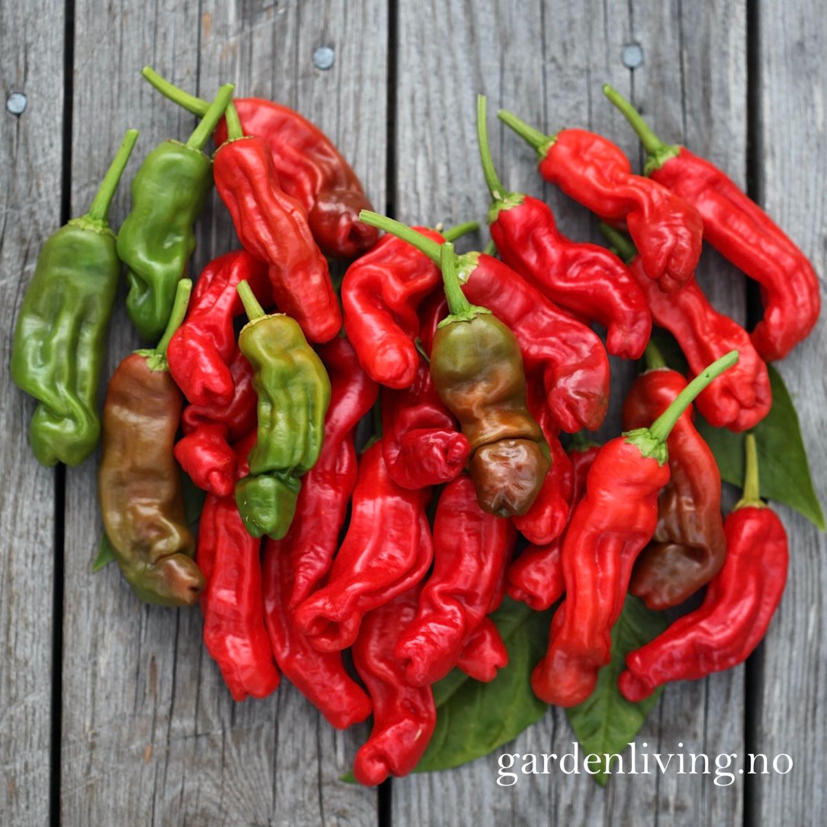 Chilipepper 'Peter Pepper Red'/'Penis Chili'- Capsicum annuum