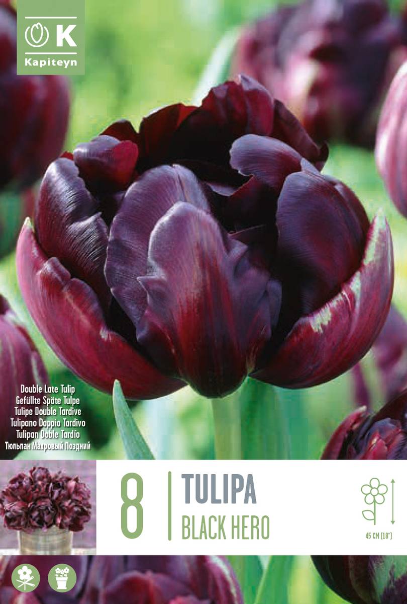 Tulipan 'Black Hero’, sen dobbel - 8 stk