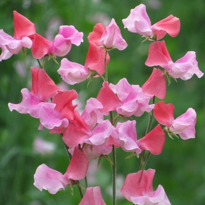 Hovedbilde Blomsterert 'Salmon Duo’ - Lathyrus odoratus