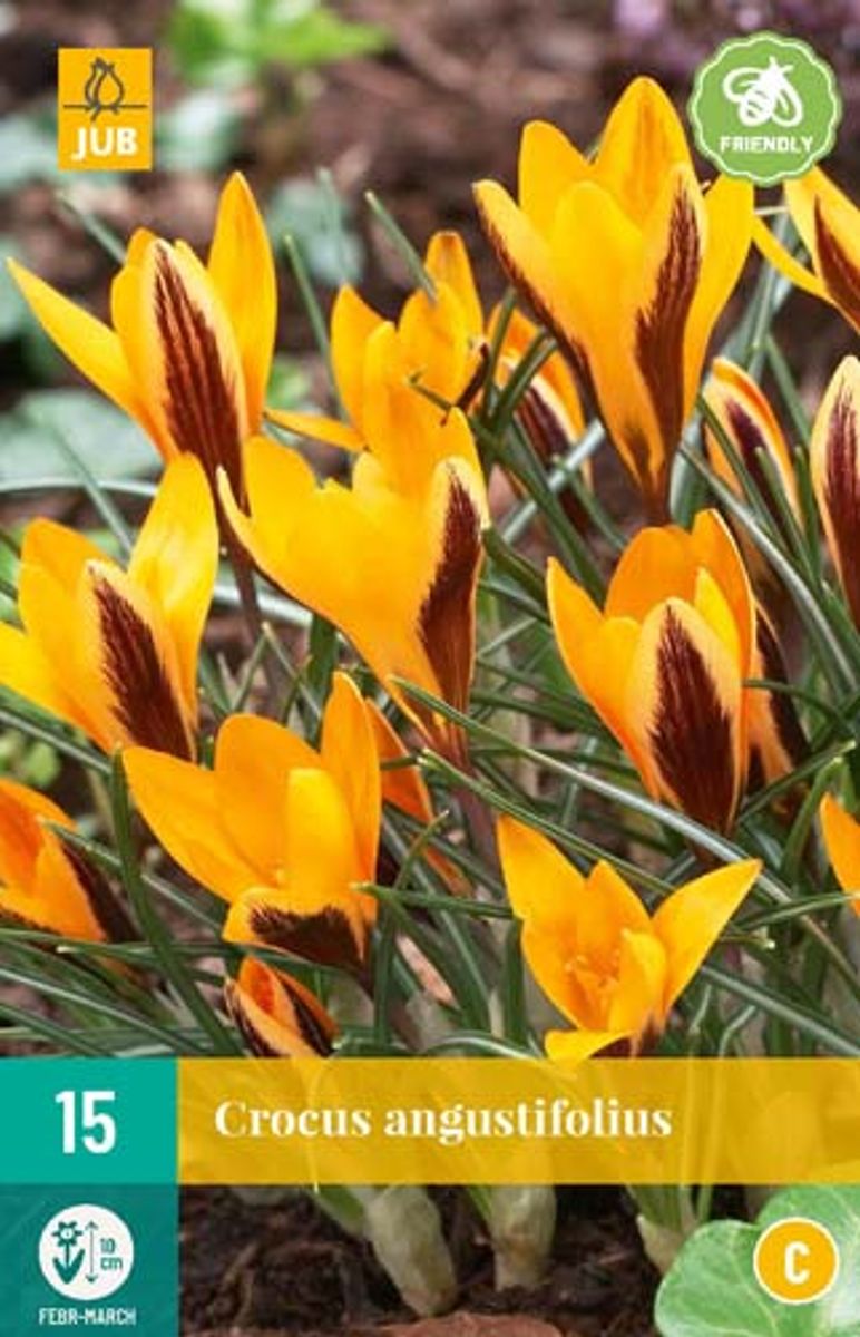 Solkrokus - Crocus angustifolius - 15 stk 