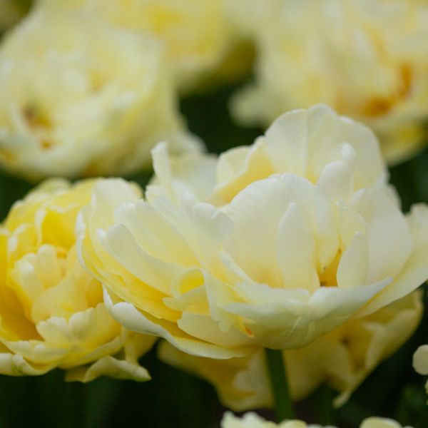 Hovedbilde Tulipan 'Avant Garde', Tidlig dobbel - 7 stk