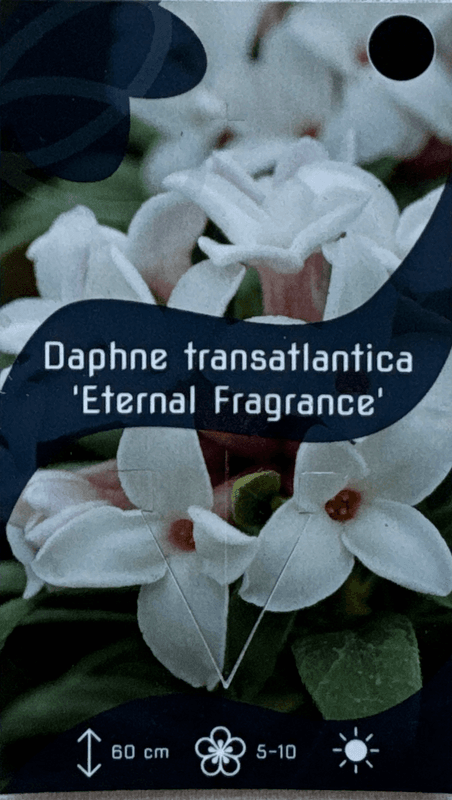 Daphne 'Eternal Fragrance' - Daphne x transatlantica