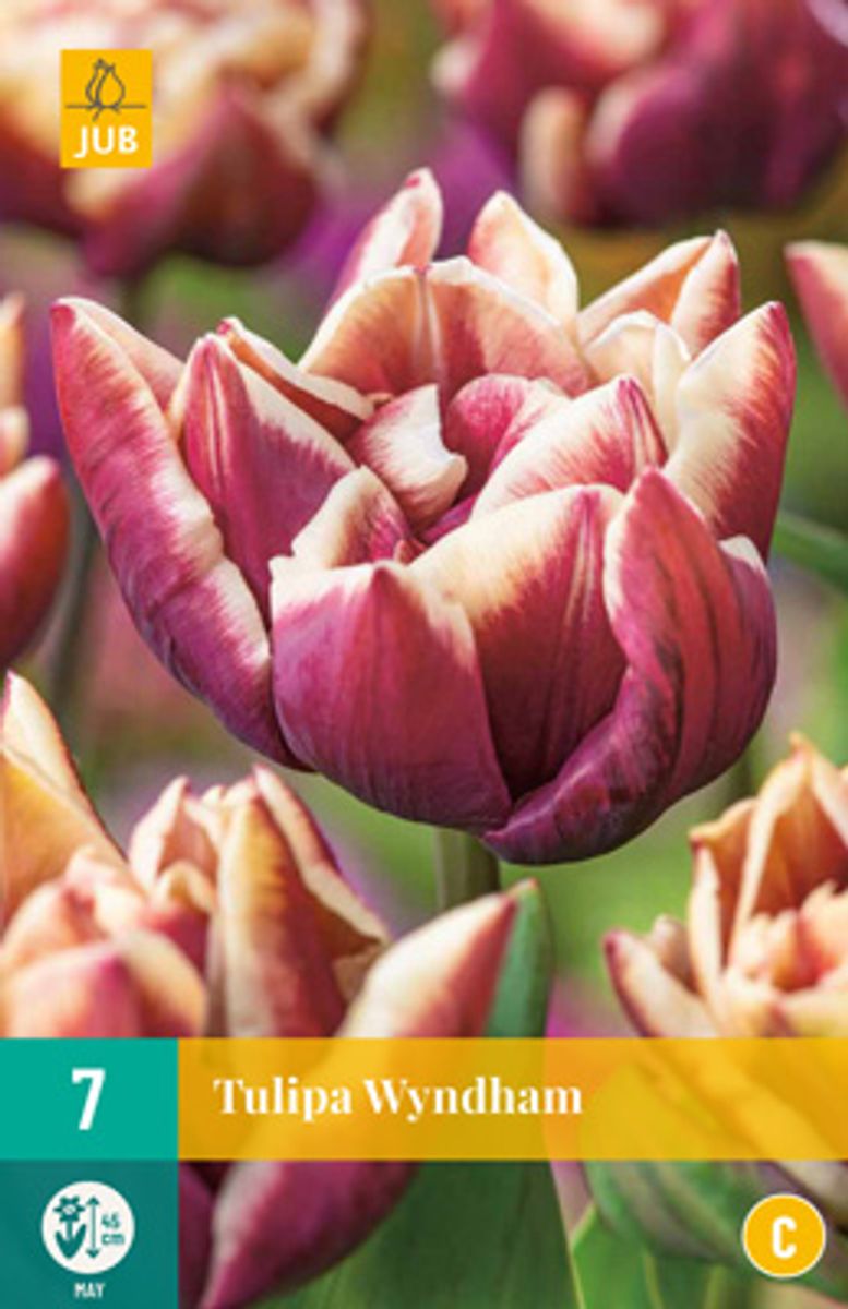Tulipan 'Wyndham', Sen dobbel' - 7 stk