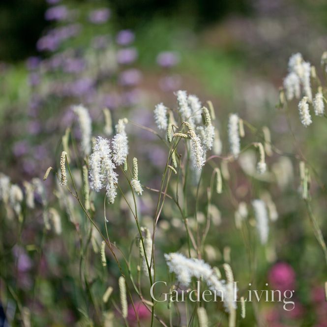 Hovedbilde Sibirblodtopp 'White Tanna' - Sanguisorba tenuifolia