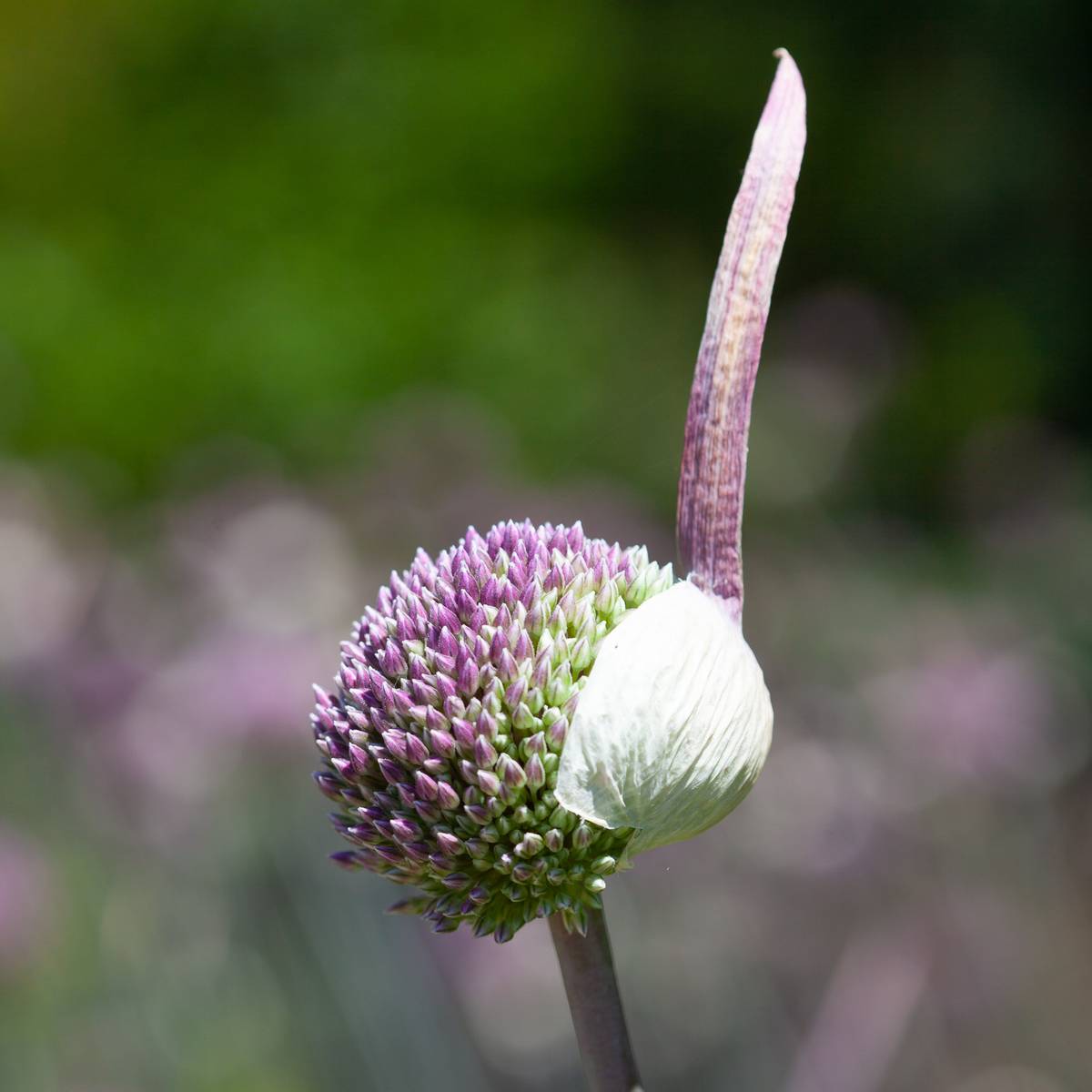 Prydløk 'Summer Drummer' - Allium - 3 stk