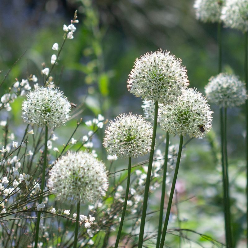 Kirgisløk ’Mount Everest’ - Allium aflatunense  - 2 stk