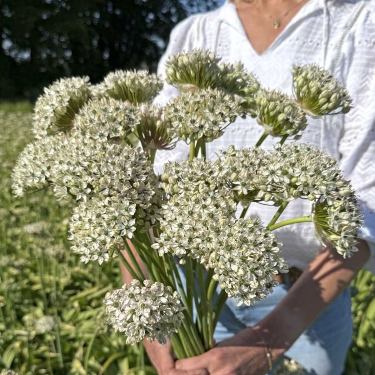 Svartløk - Allium nigrum - 10 stk