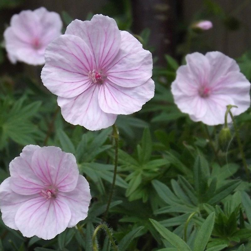 Blodstorkenebb 'Pink Pouffe' - Geranium sanguineum
