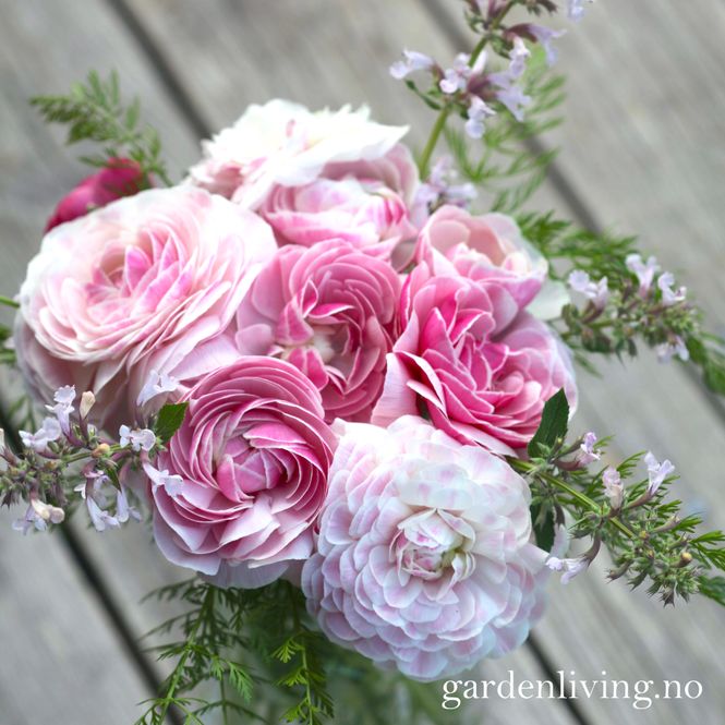 Hovedbilde Ranunkler 'Amandine Porceline' - Ranunculus, 10 stk.