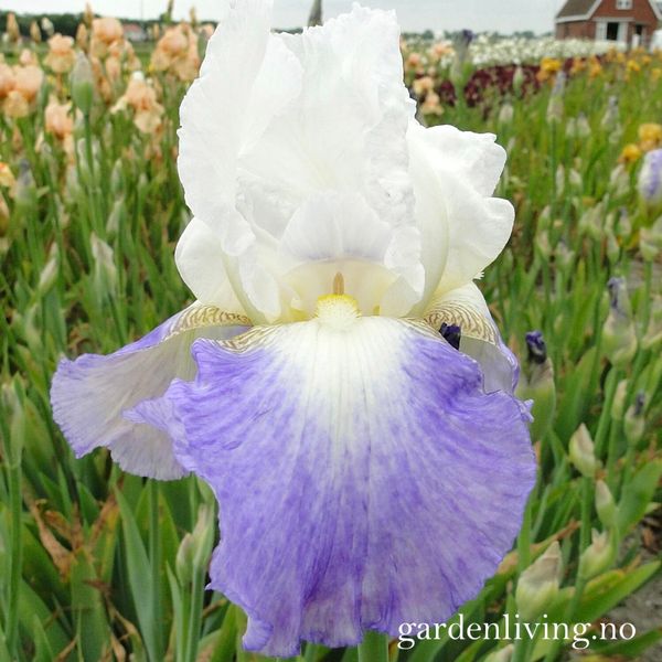Hovedbilde Hageiris 'Mission Ridge' - Iris germanica