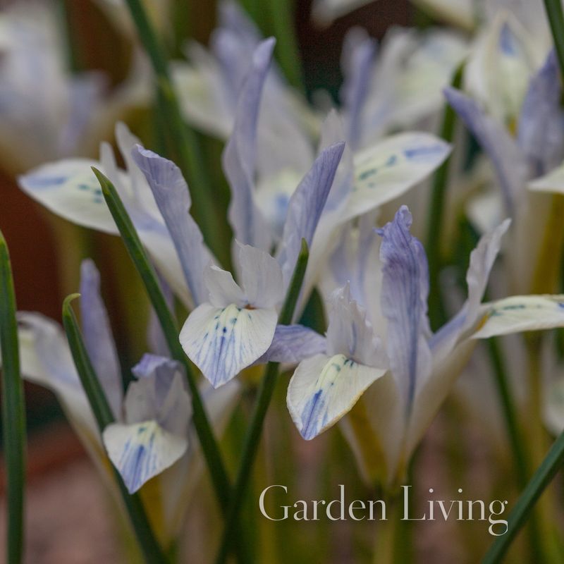 Våriris 'Painted Lady' Iris reticulata - 10 stk