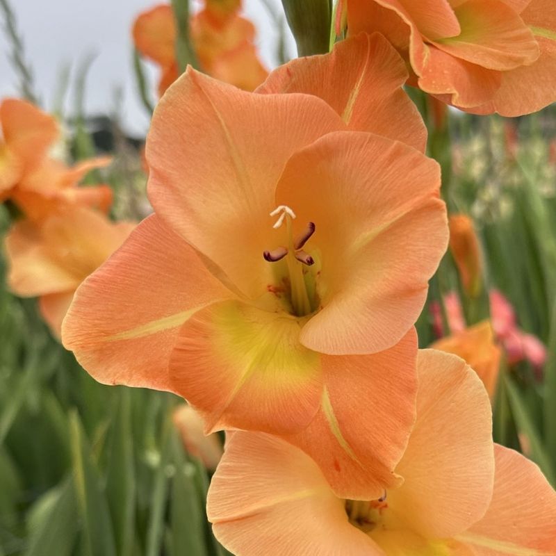 Gladiol 'Peche Melba' - Gladiolus, 10 stk.