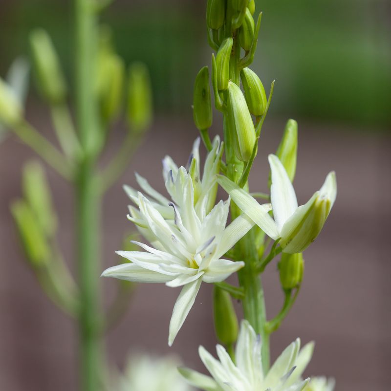 Bjørnestjerne 'Semiplena' - Camassia leichtlinii - 1 stk