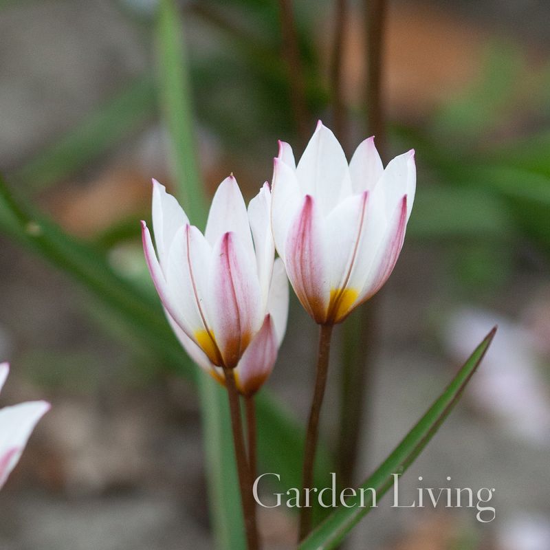 Villtulipan 'Hilde' - Tulipa cretica - 10 stk