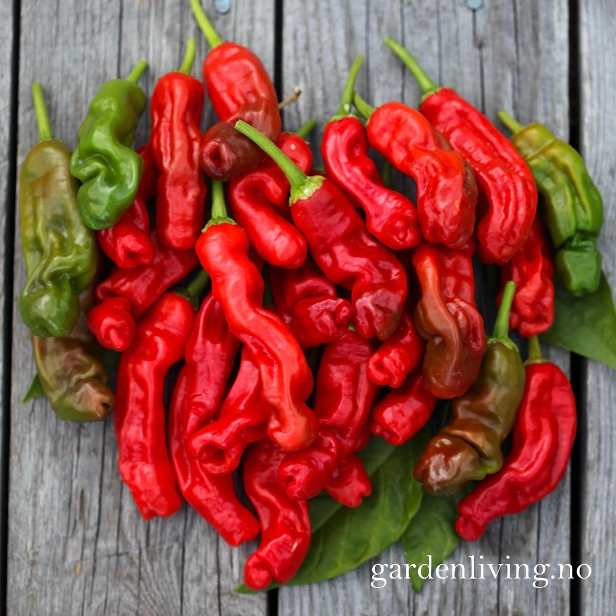 Chilipepper 'Peter Pepper Red'/'Penis Chili'- Capsicum annuum