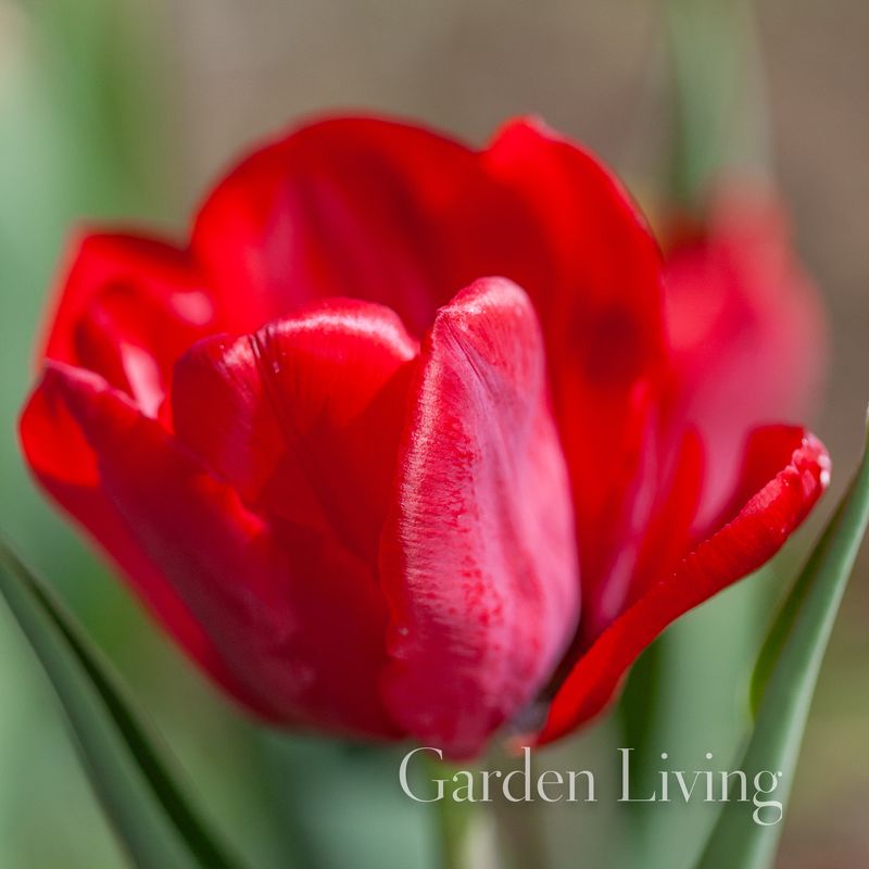 Tulipan 'Surrender' - triumphtulipan - 10 stk
