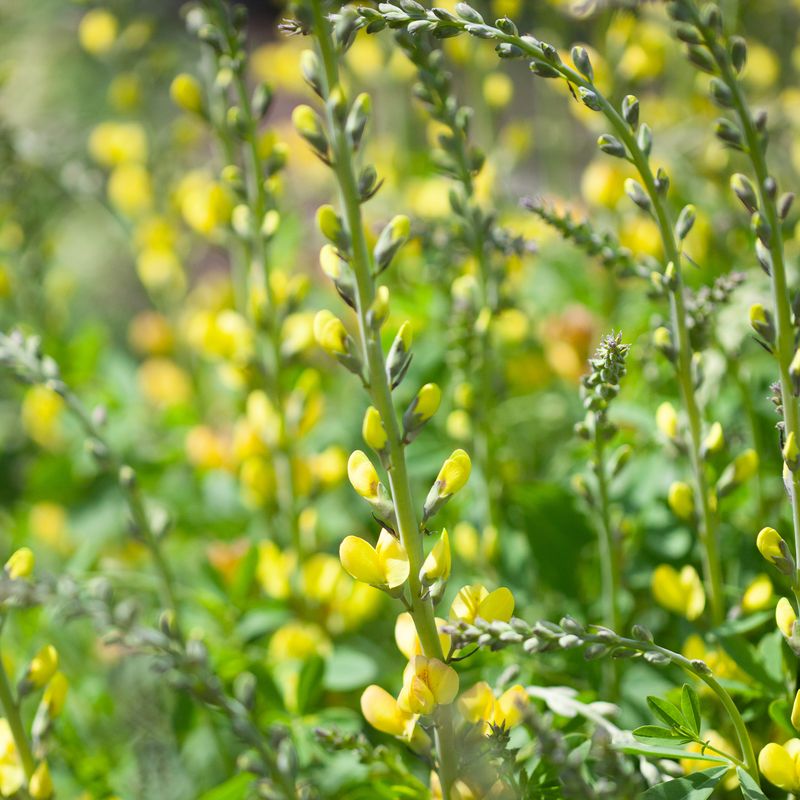 Fargeskolm 'Solar Flare' ™ - Baptisia