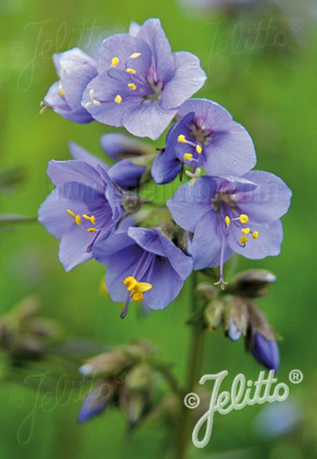 Hovedbilde Fjellflokk - Polemonium caeruleum