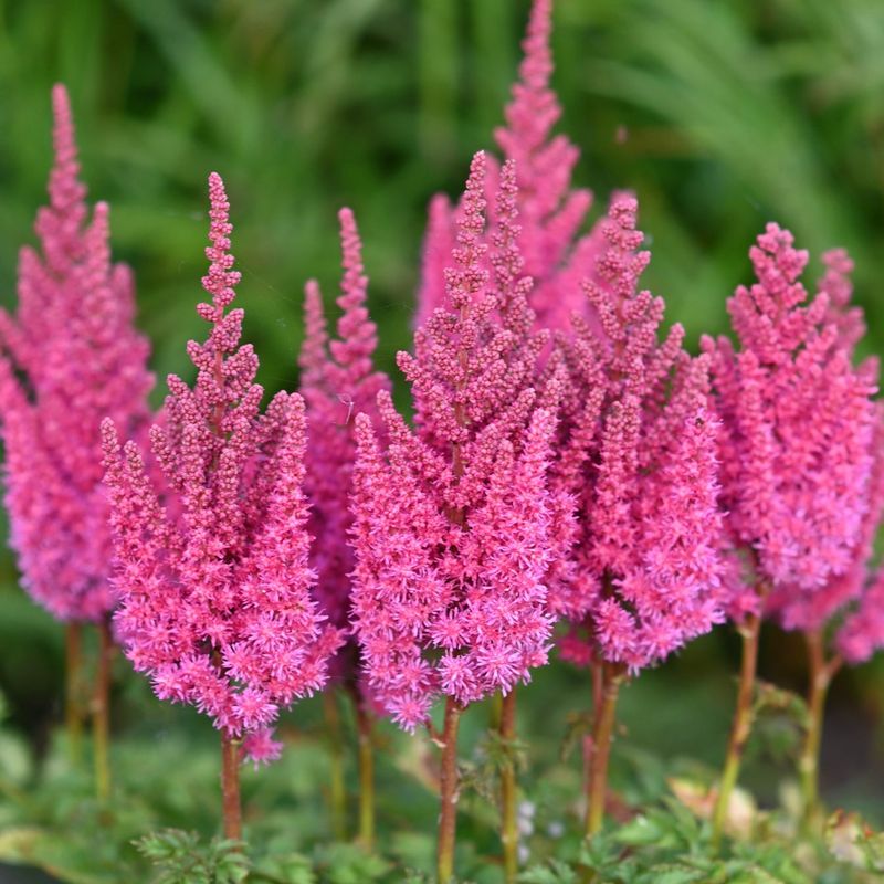 Kinaspir 'You and Me Always' ® - Astilbe chinensis